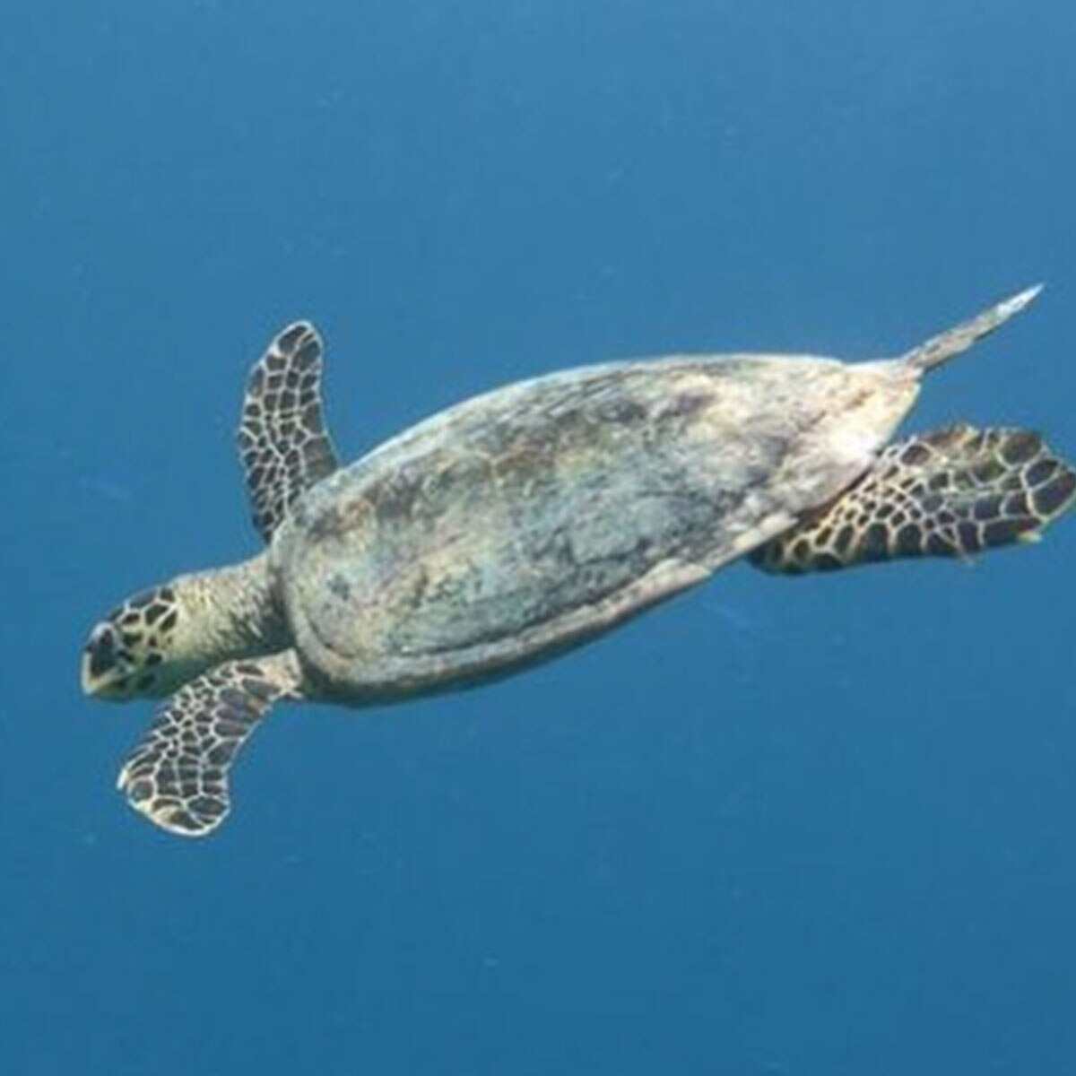 सनी लियोनी