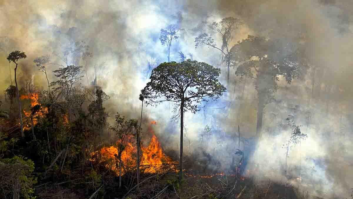 Amazon Rainforest Fire deadly than Covid-19 and Ukraine crisis