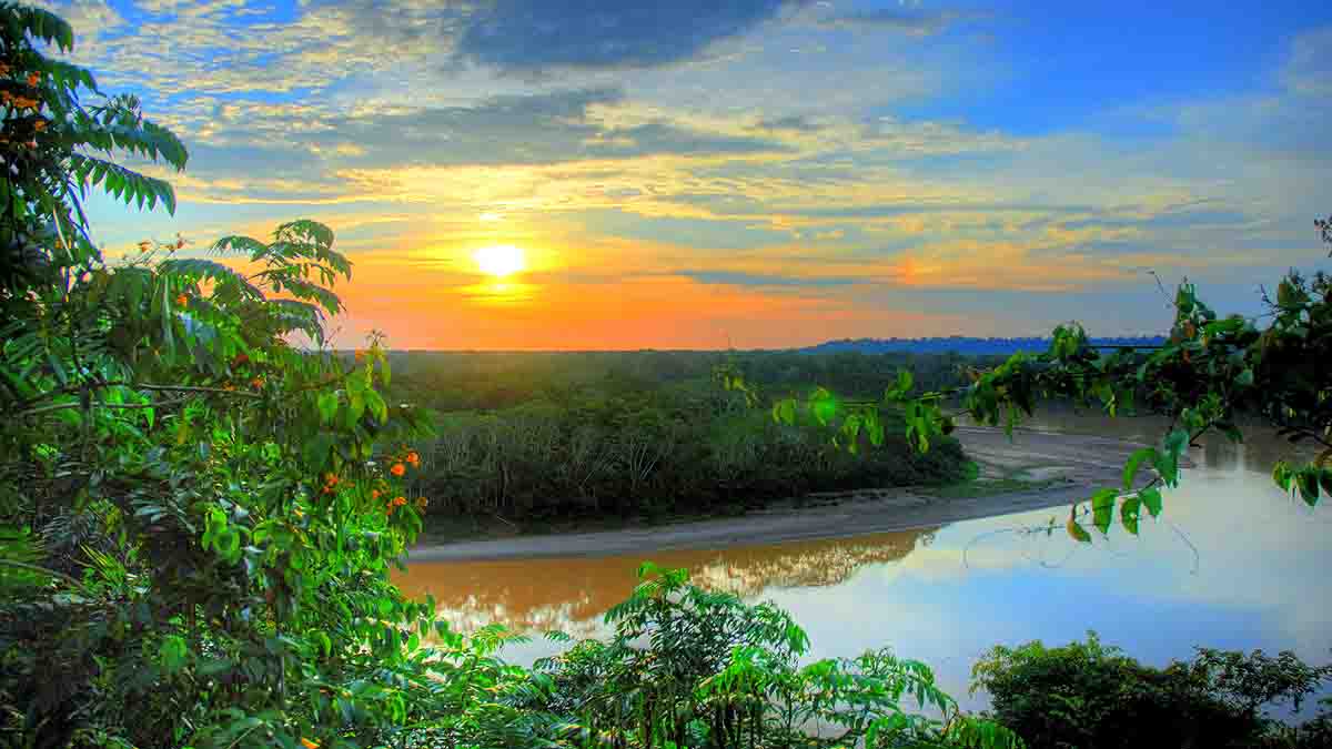 Amazon Rainforest Fire 