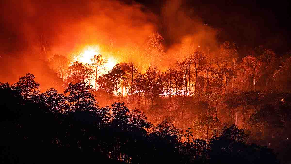 Amazon Rainforest Fire 
