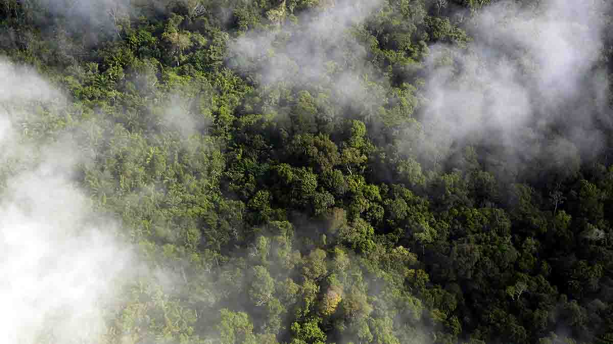 Amazon Rainforest Fire 