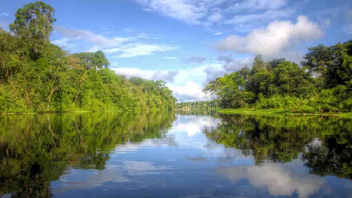 Amazon Rainforest Fire 