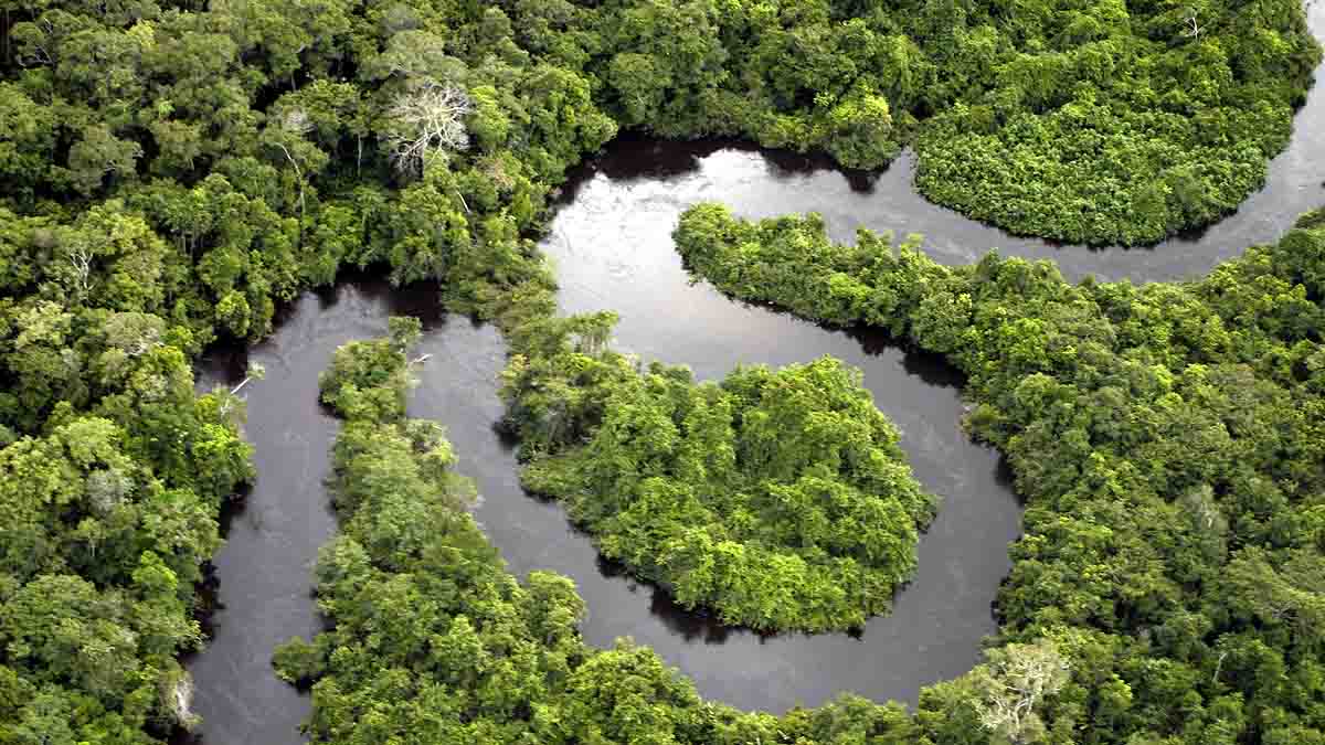 Amazon Rainforest Fire 