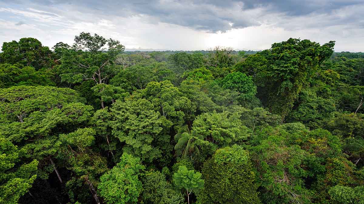 Amazon Rainforest Fire 