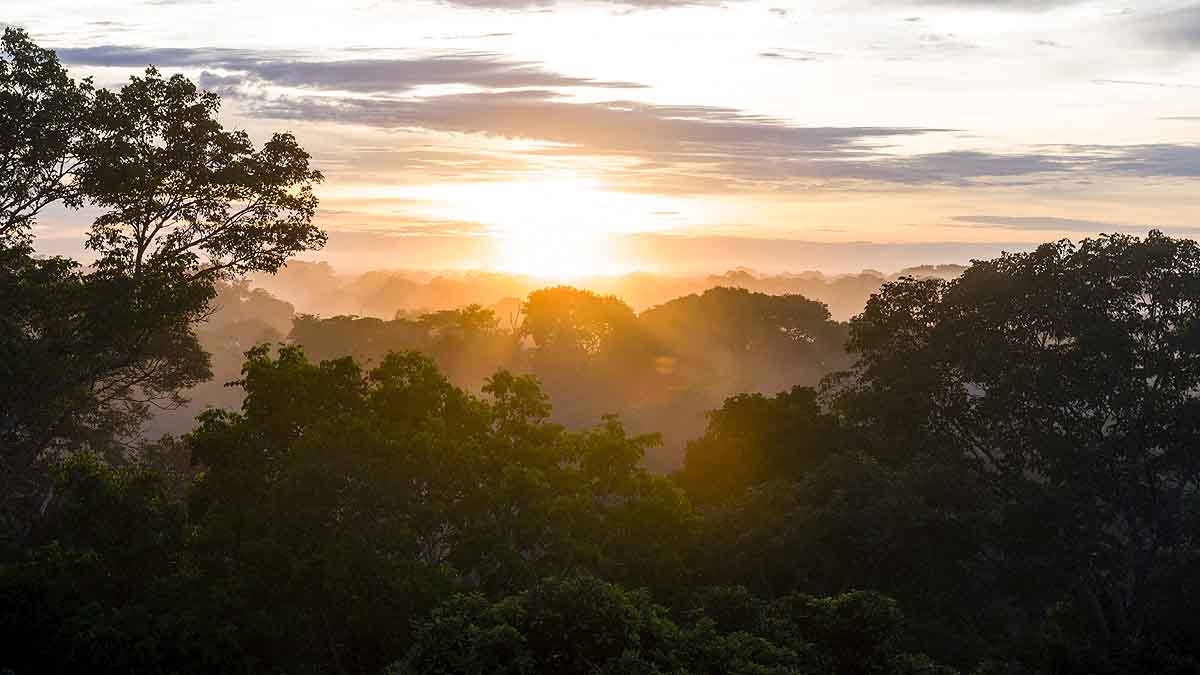 Amazon Rainforest Fire 