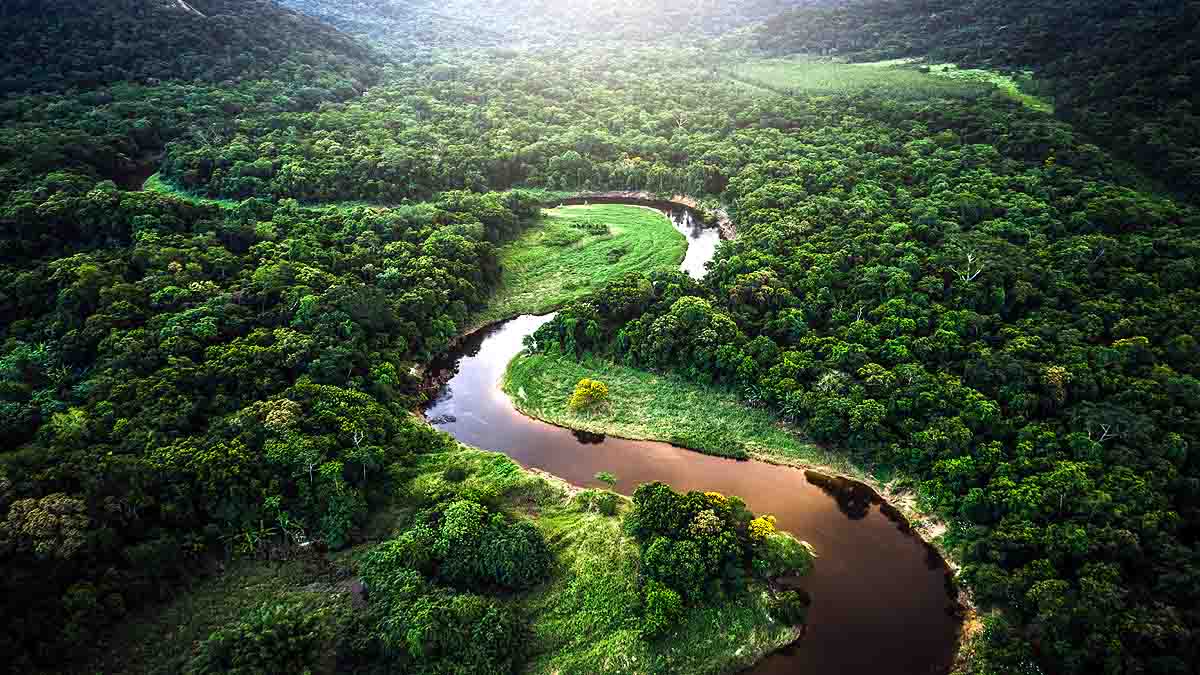 Amazon Rainforest Fire 