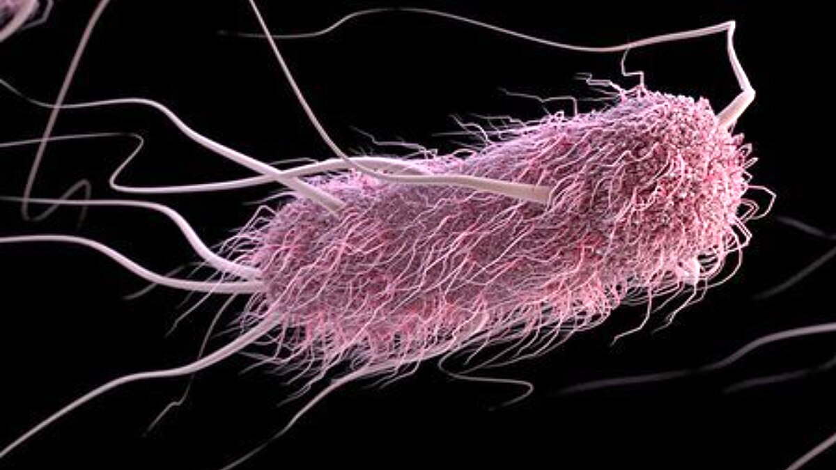 Sound Controlled Bacteria