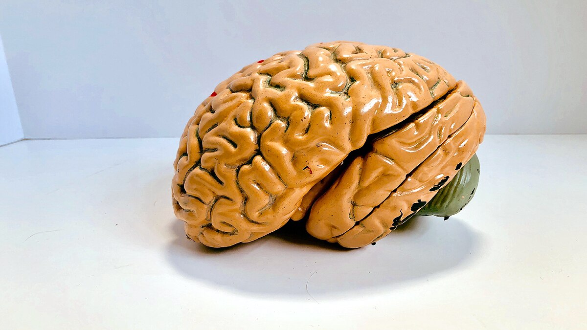 secret tunnels in brain