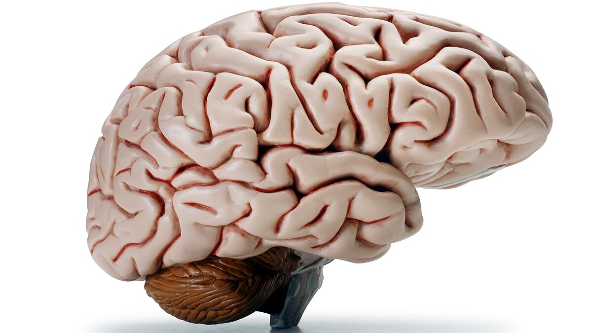 secret tunnels in brain