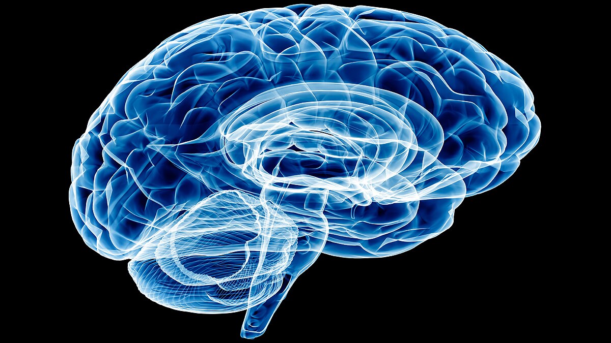 secret tunnels in brain