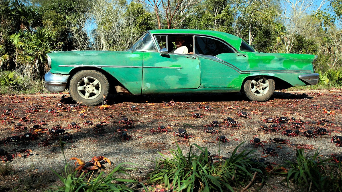 Crabs In Cuba