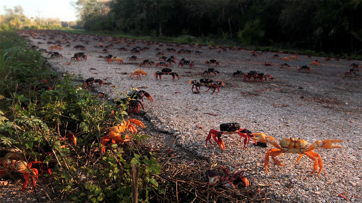 Crabs In Cuba