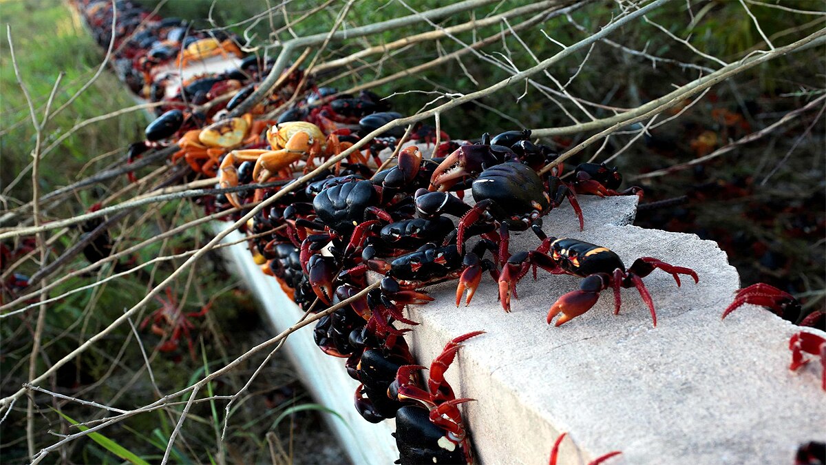 Crabs In Cuba