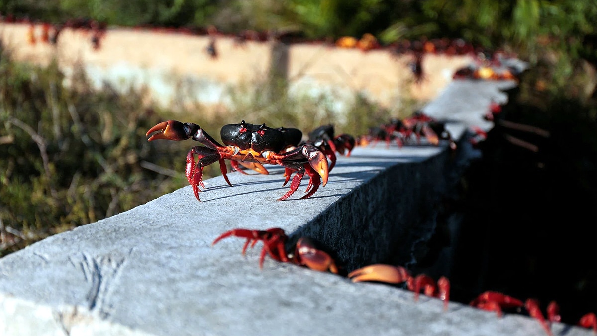 Crabs In Cuba