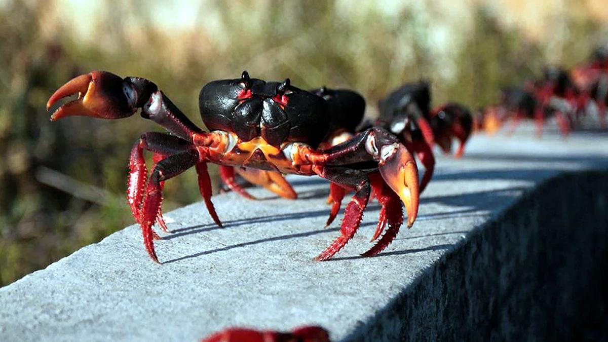 Crab invades Cuba
