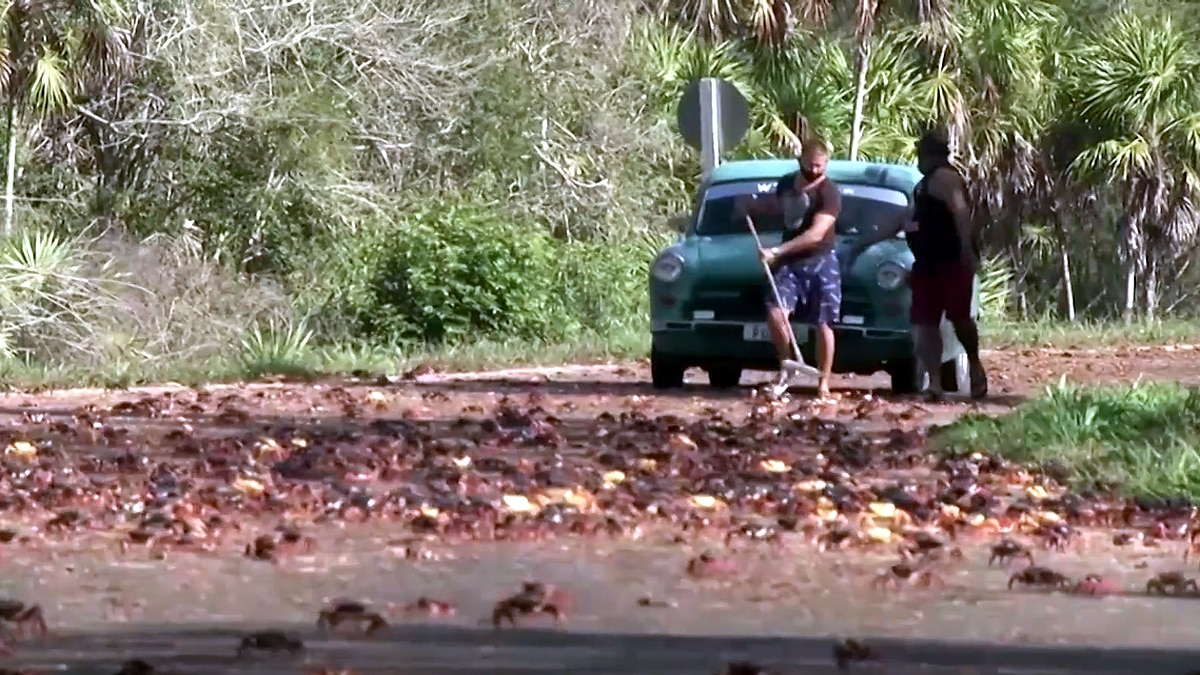 Crabs In Cuba