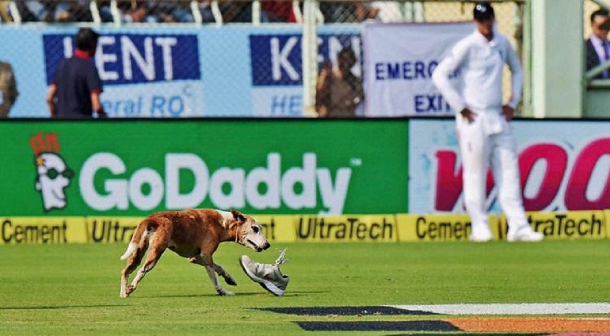 Cricket Dog