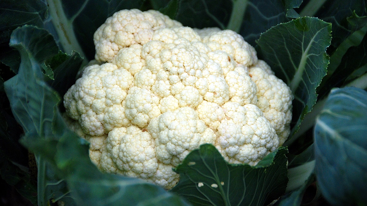 Cruciferous Vegetables Covid 19 