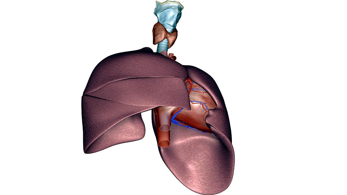 World's First Combination Transplant