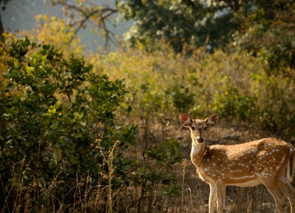 मार्च में होली पर लॉन्ग वीकेंड