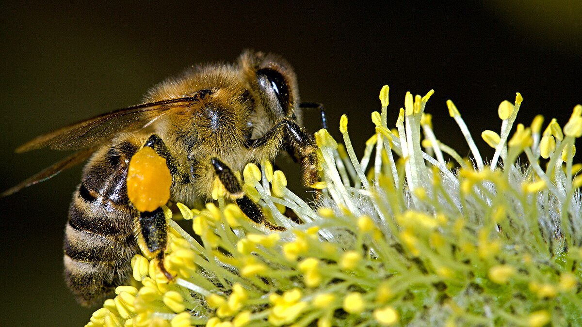 killer bees wrong experiment