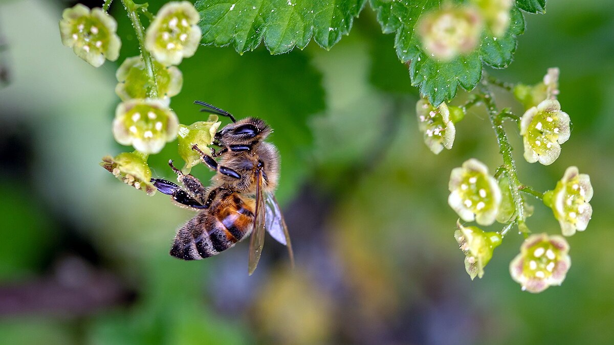 killer bees wrong experiment