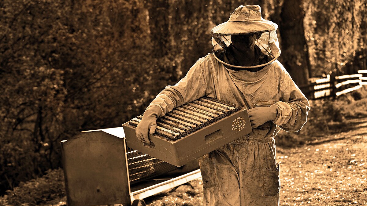 killer bees wrong experiment