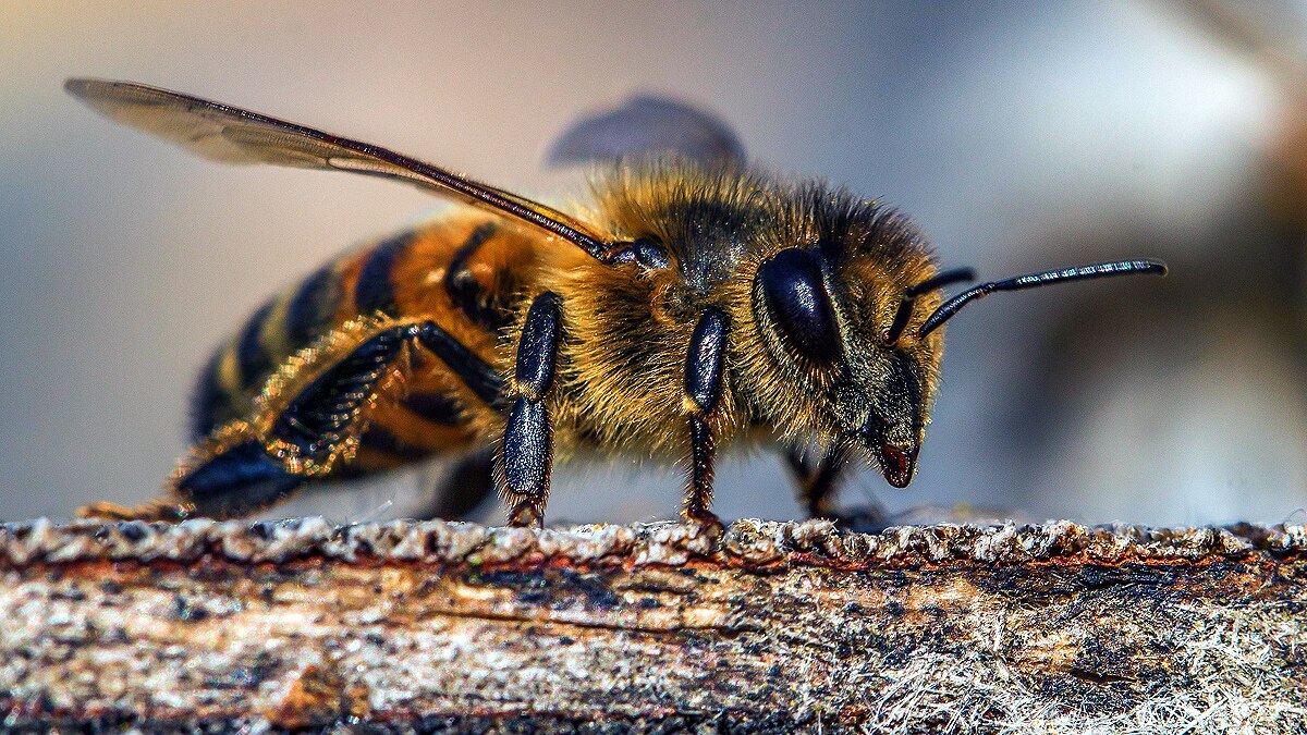 killer bees wrong experiment