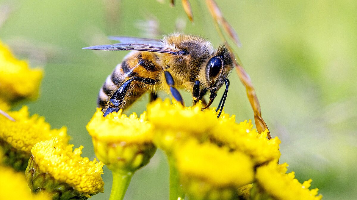 killer bees wrong experiment