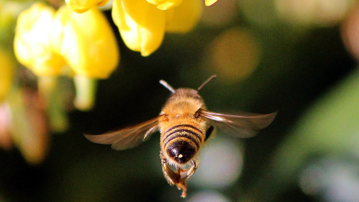 killer bees wrong experiment