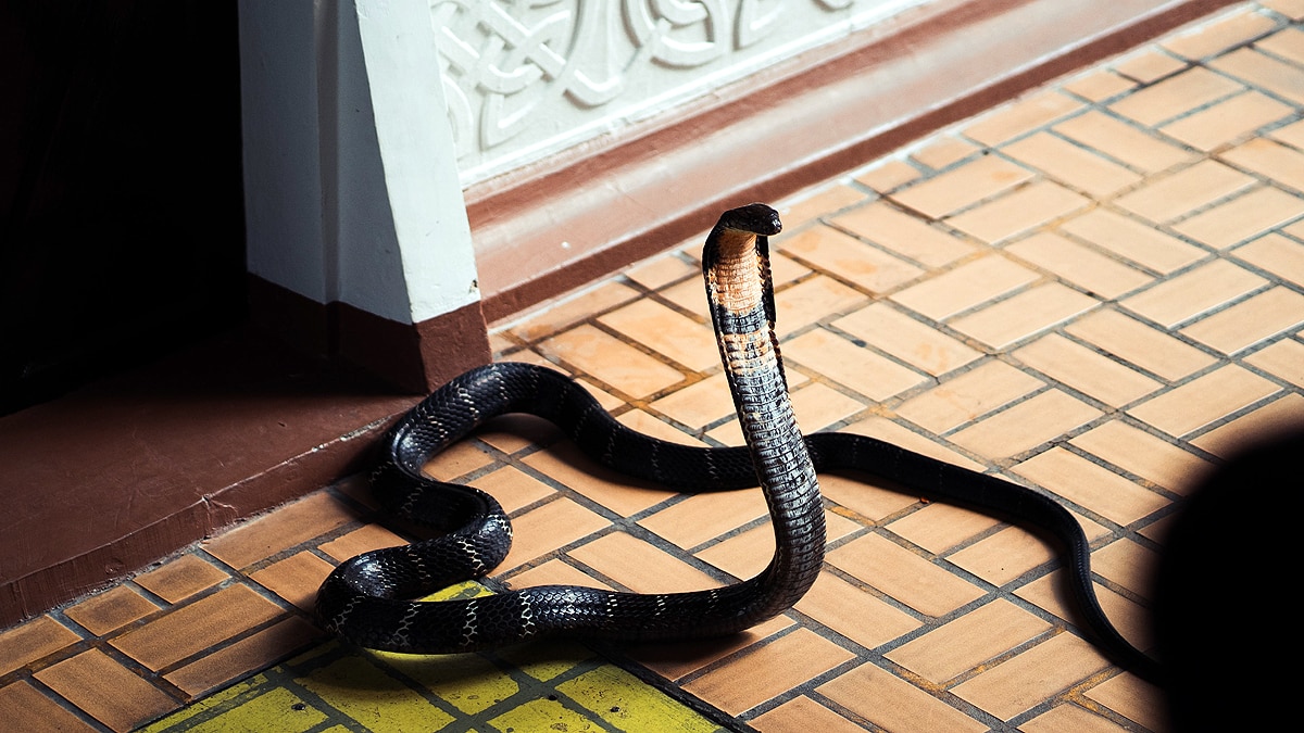 King Cobra royal lineage