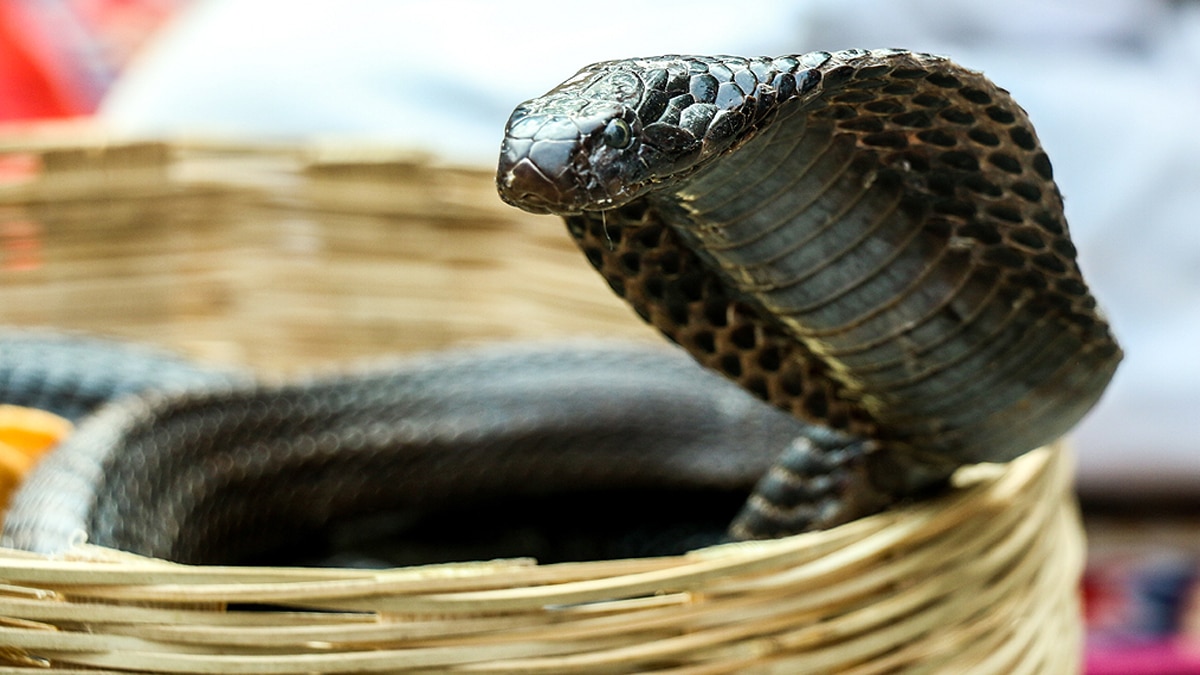 King Cobra royal lineage