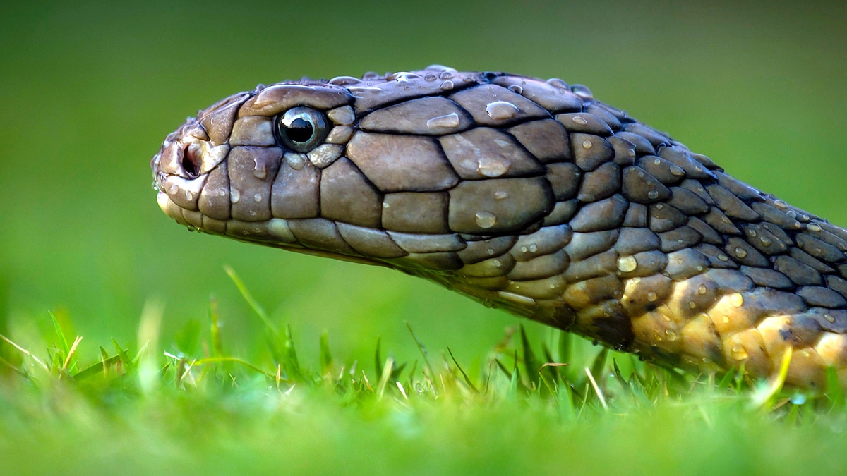 King Cobra royal lineage