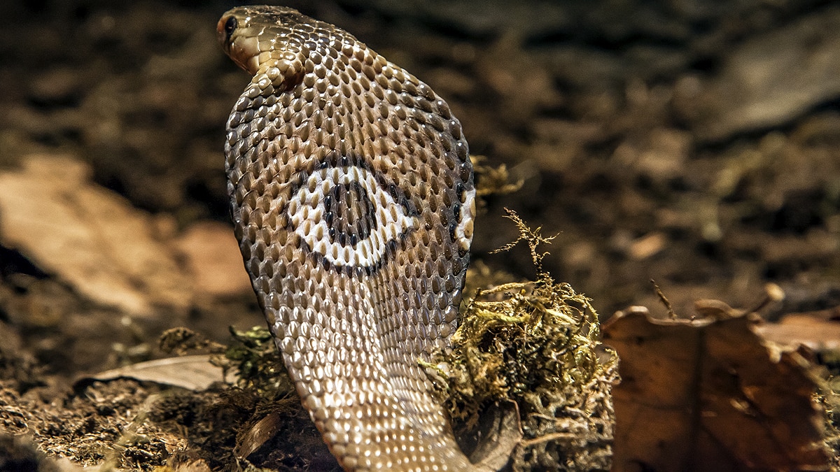 King Cobra royal lineage