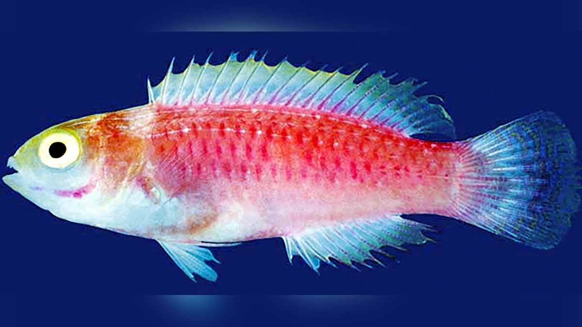 New Rainbow multicolored fish