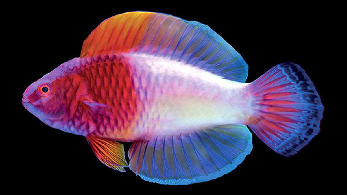 New Rainbow multicolored fish