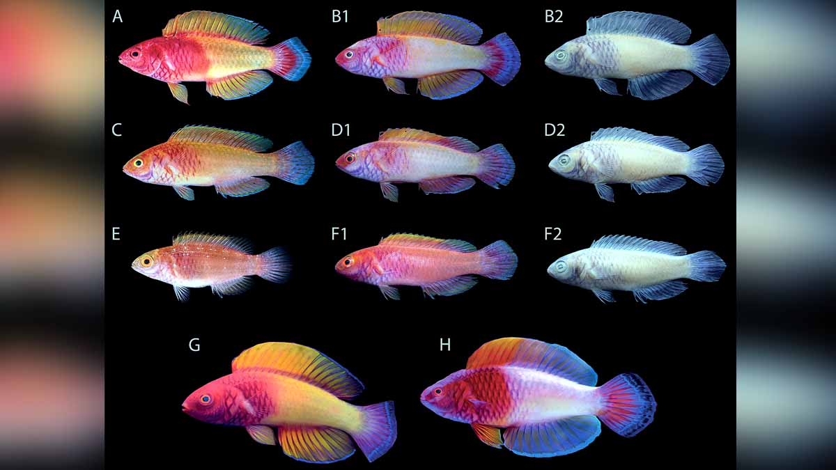 New Rainbow multicolored fish