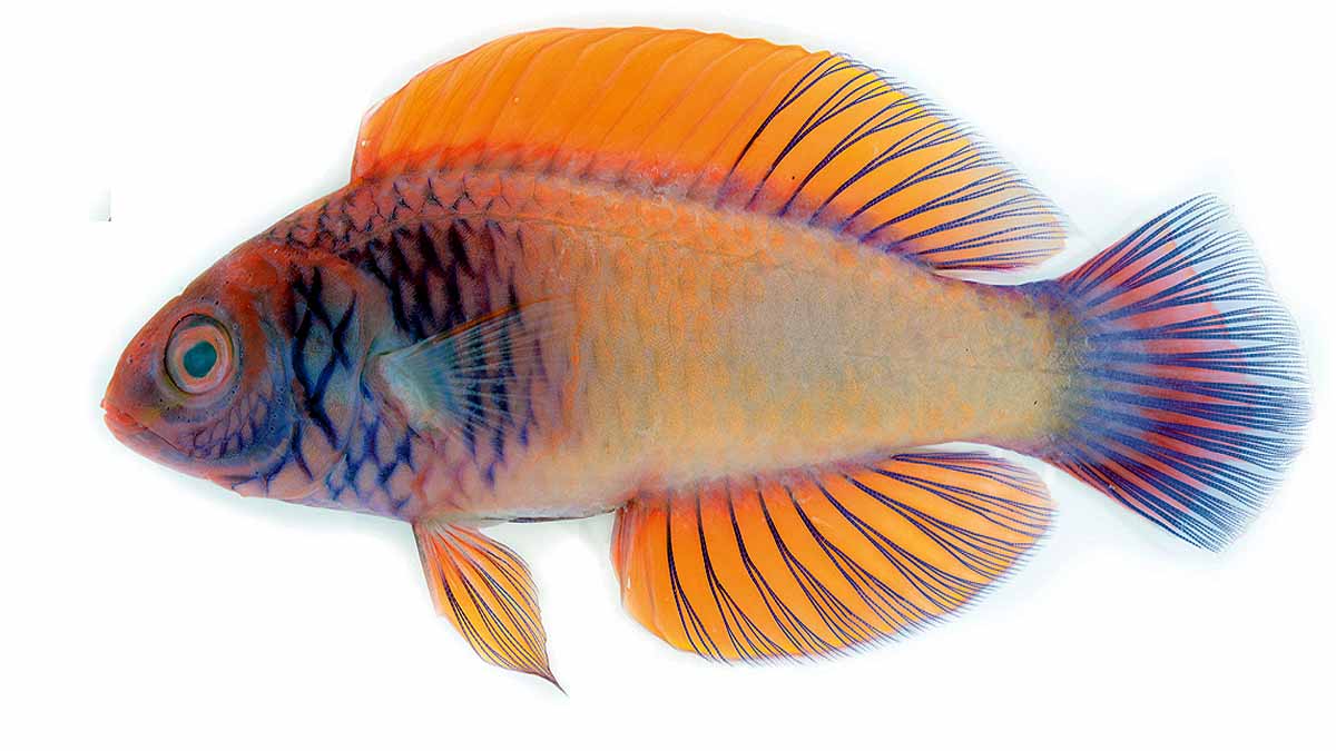 New Rainbow multicolored fish