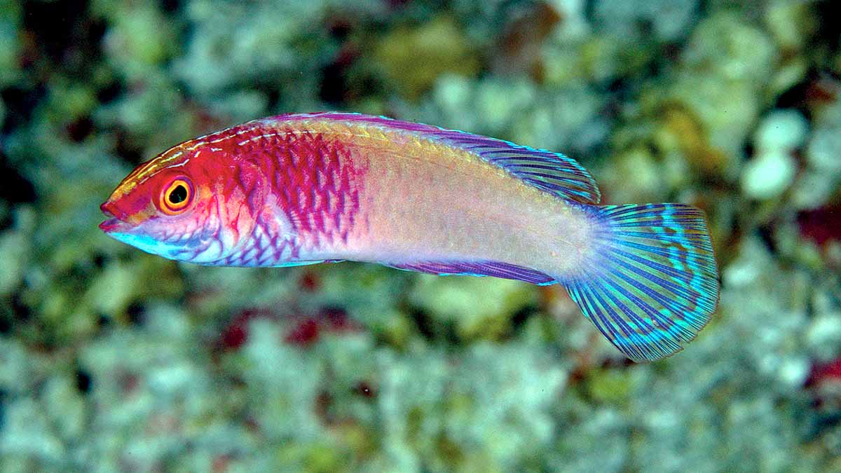 New Rainbow multicolored fish