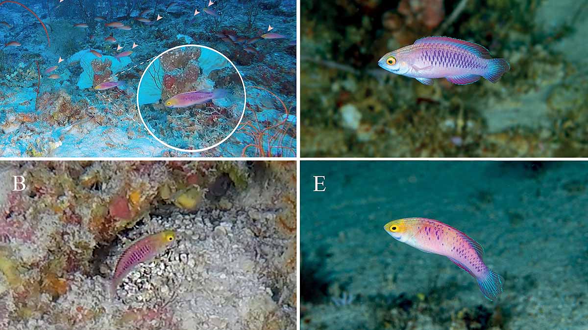 New Rainbow multicolored fish