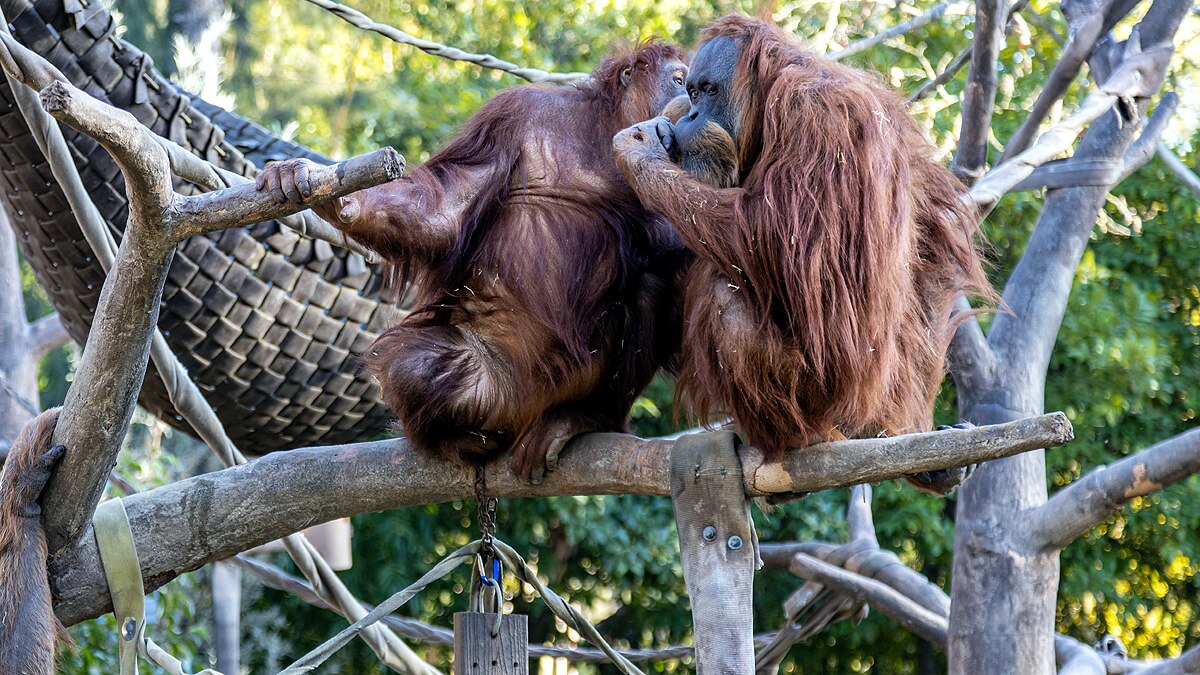 Orangutan vocabularies