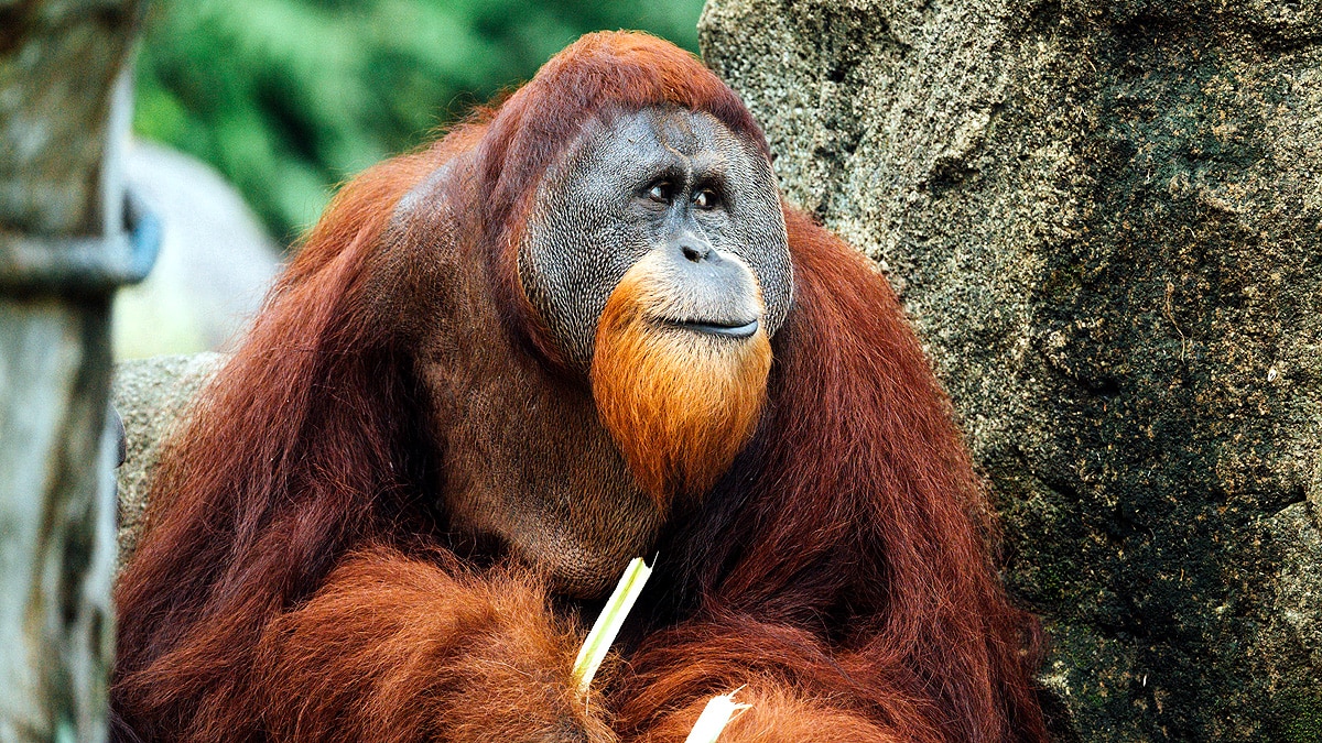 Orangutan vocabularies