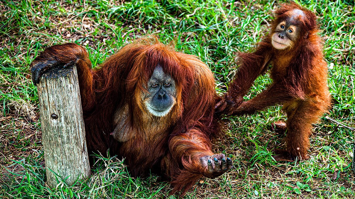 Orangutan vocabularies