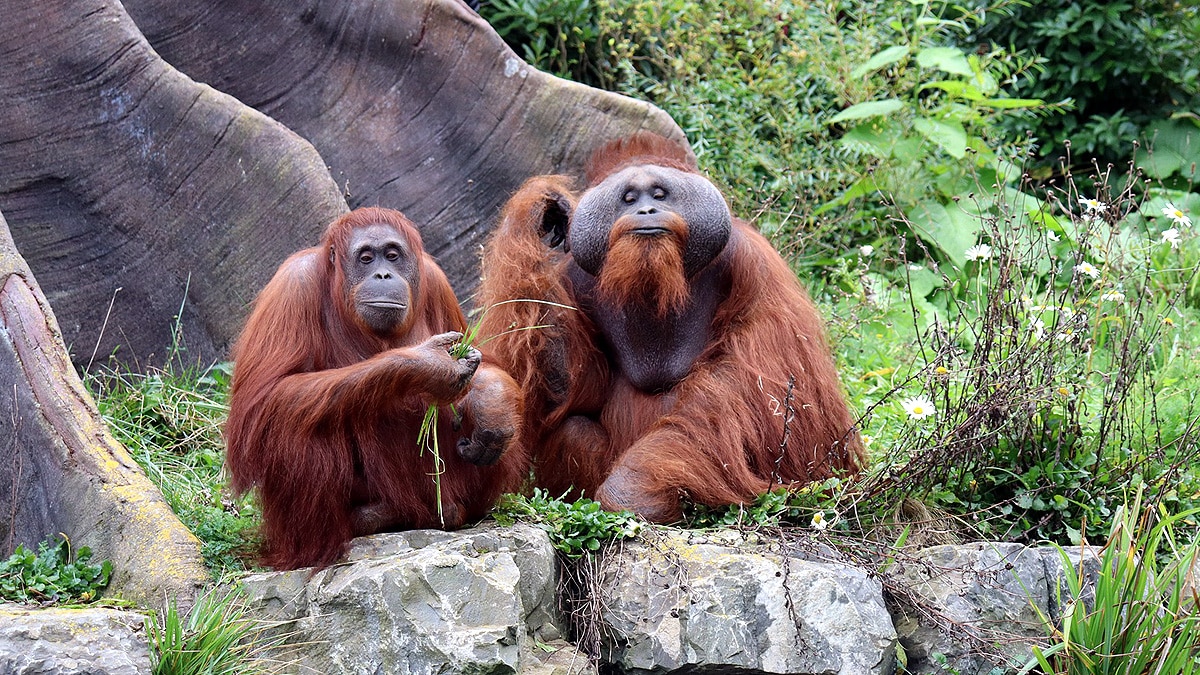 Orangutan vocabularies