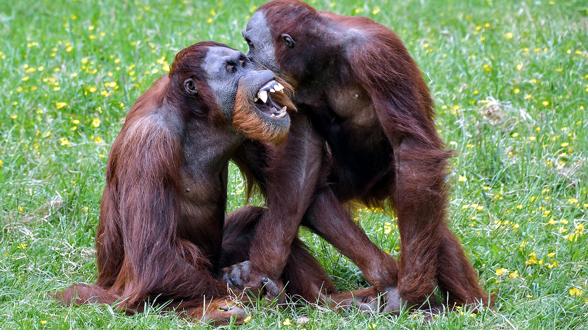 Orangutan vocabularies