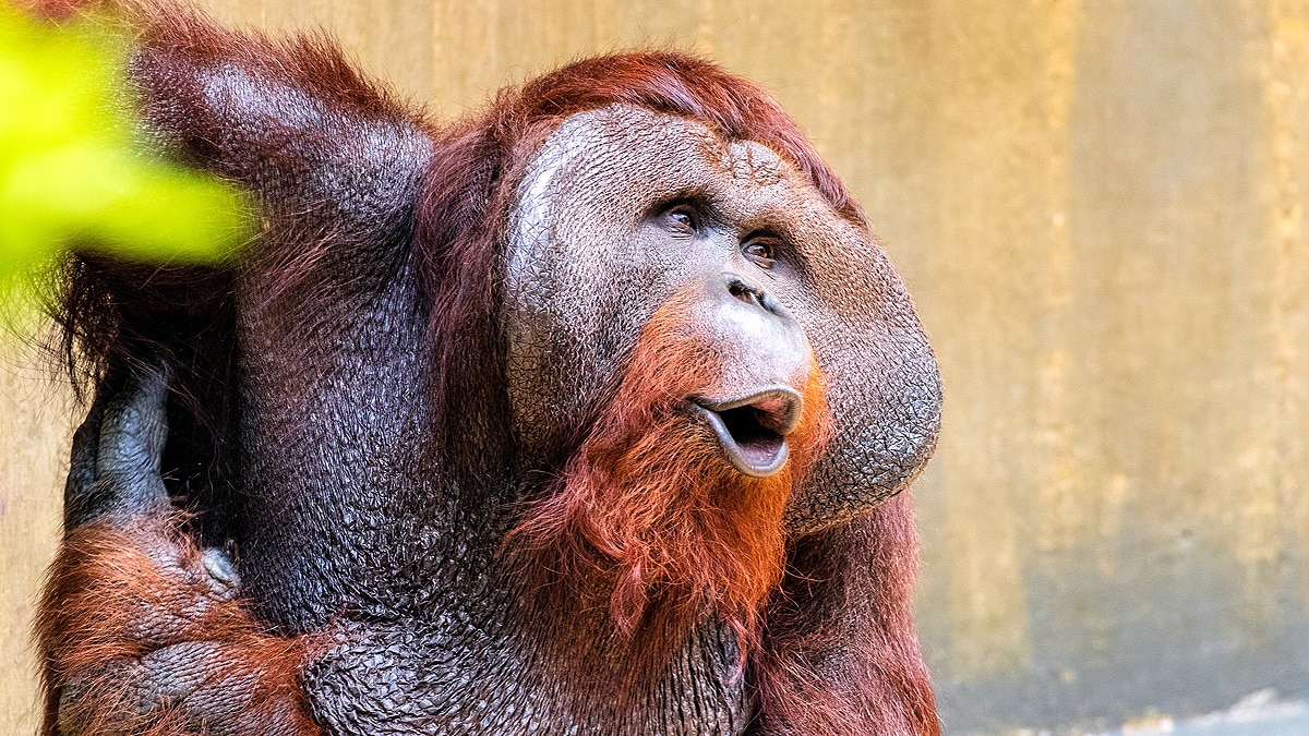 Orangutan vocabularies