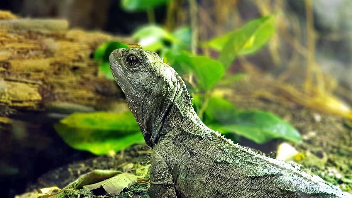 Most Mysterious Reptiles