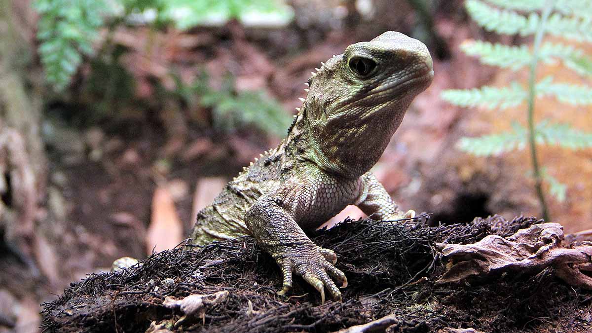 Most Mysterious Reptiles