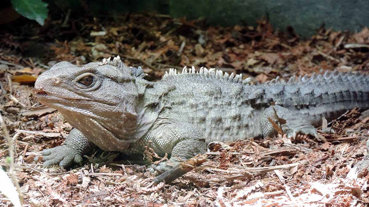 Most Mysterious Reptiles