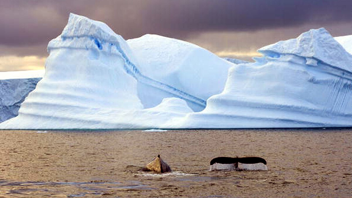 Solid aerosols in arctic atmosphere 